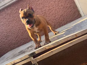 1-3 months Female Purebred American Bully