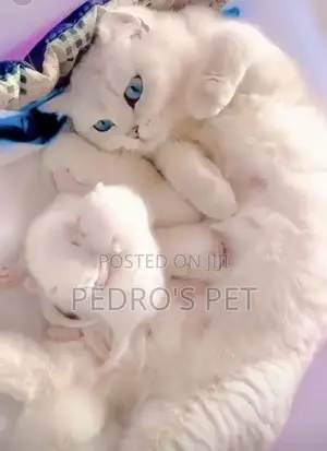 1-3 months Female Purebred Persian