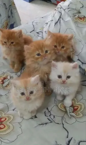 1-3 months Female Purebred Persian