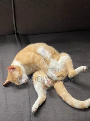 1-3 months Male Purebred American Shorthair
