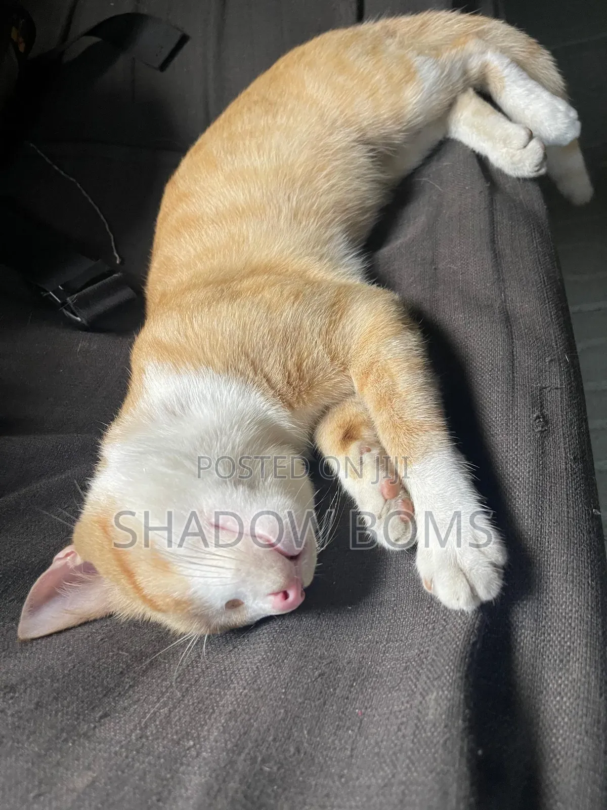 1-3 months Male Purebred American Shorthair