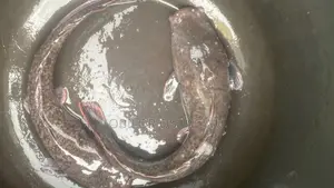 Fresh Catfish