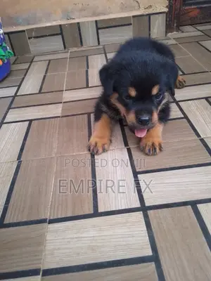 1-3 months Female Purebred Rottweiler
