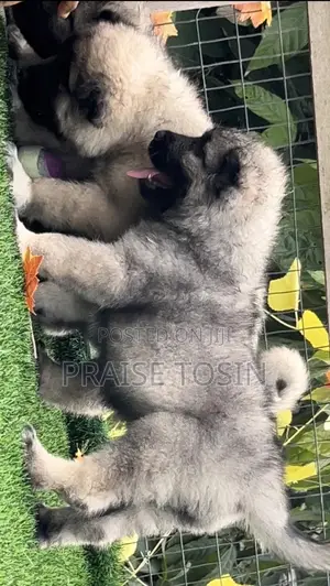 1-3 months Female Purebred Caucasian Shepherd