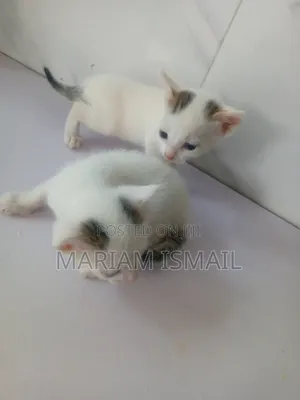 0-1 month Female Purebred American Shorthair