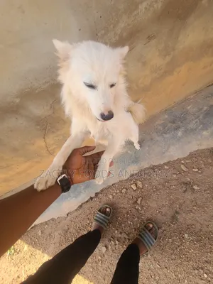 1+ year Male Purebred American Eskimo
