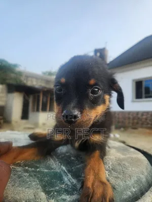 0-1 month Female Purebred Rottweiler