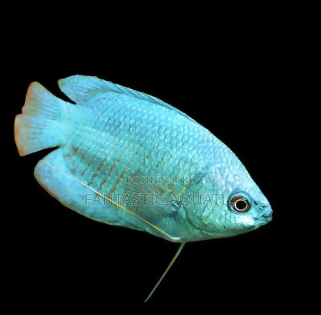 Blue Gouramis Fish