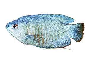 Blue Gouramis Fish