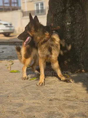 1+ year Male Purebred German Shepherd