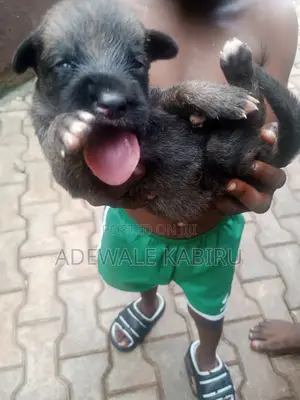 0-1 month Male Mixed Breed Boerboel