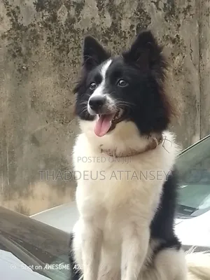 1+ year Female Purebred Border Collie