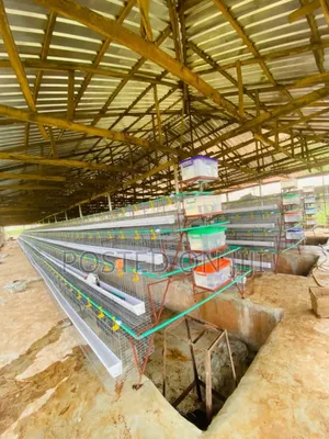 Fabricated Battery Cages for Layers