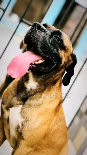 1+ year Male Purebred Boerboel
