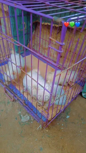 1-3 months Female Purebred American Eskimo