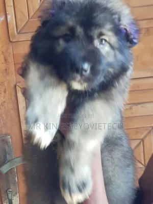 1-3 months Male Purebred Caucasian Shepherd