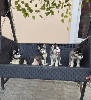 1-3 months Female Purebred Siberian Husky