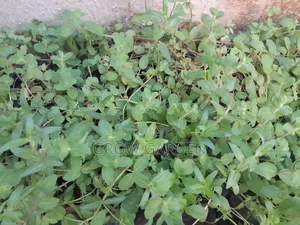 Apple Mint