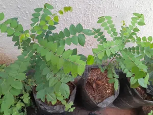 Star Fruit Seedlings