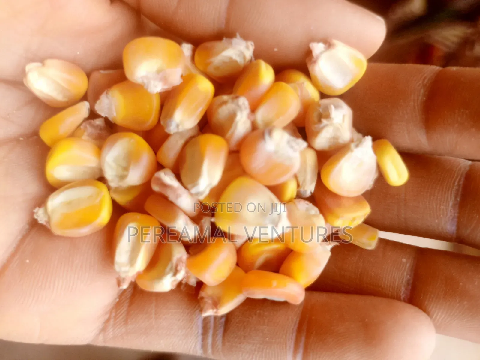 Yellow and White Corn