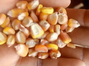 Yellow and White Corn