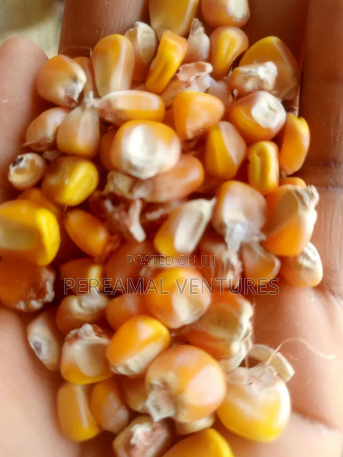 Yellow and White Corn