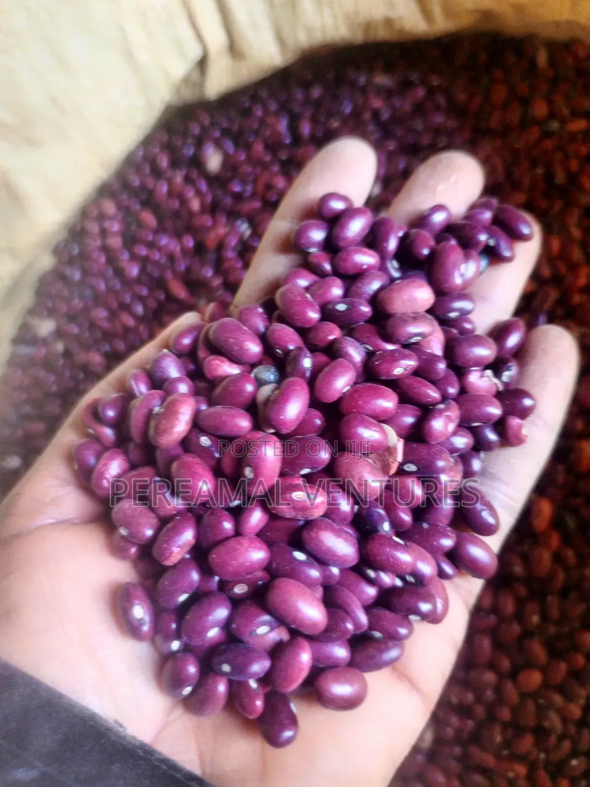 Kidney Beans