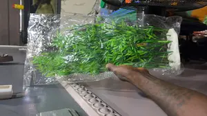 Aquarium Artificial Plants