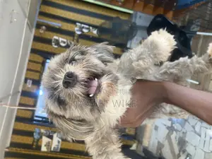 1+ year Female Purebred Lhasa Apso