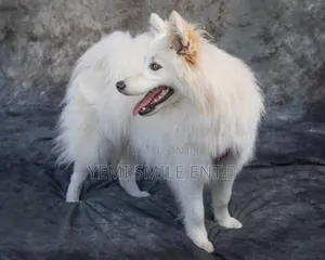 1+ year Male Purebred American Eskimo
