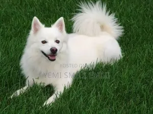 1+ year Male Purebred American Eskimo