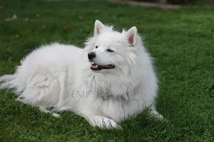 1+ year Male Purebred American Eskimo
