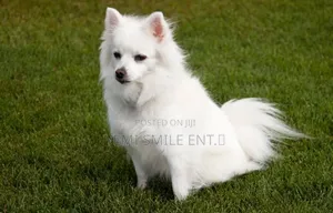 1+ year Male Purebred American Eskimo