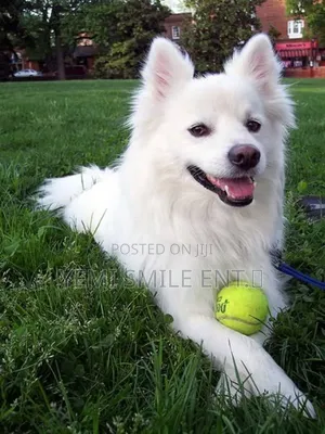 1+ year Male Purebred American Eskimo