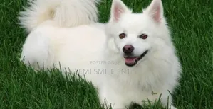 6-12 months Male Purebred American Eskimo