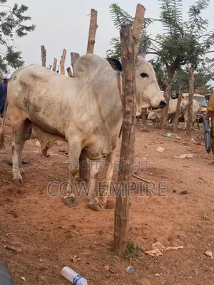 Cow Empire