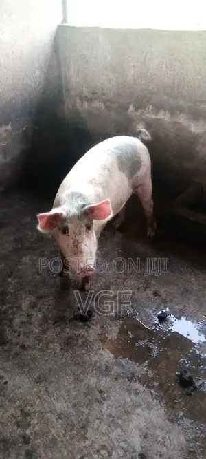Slaughter Boars Available for Sale