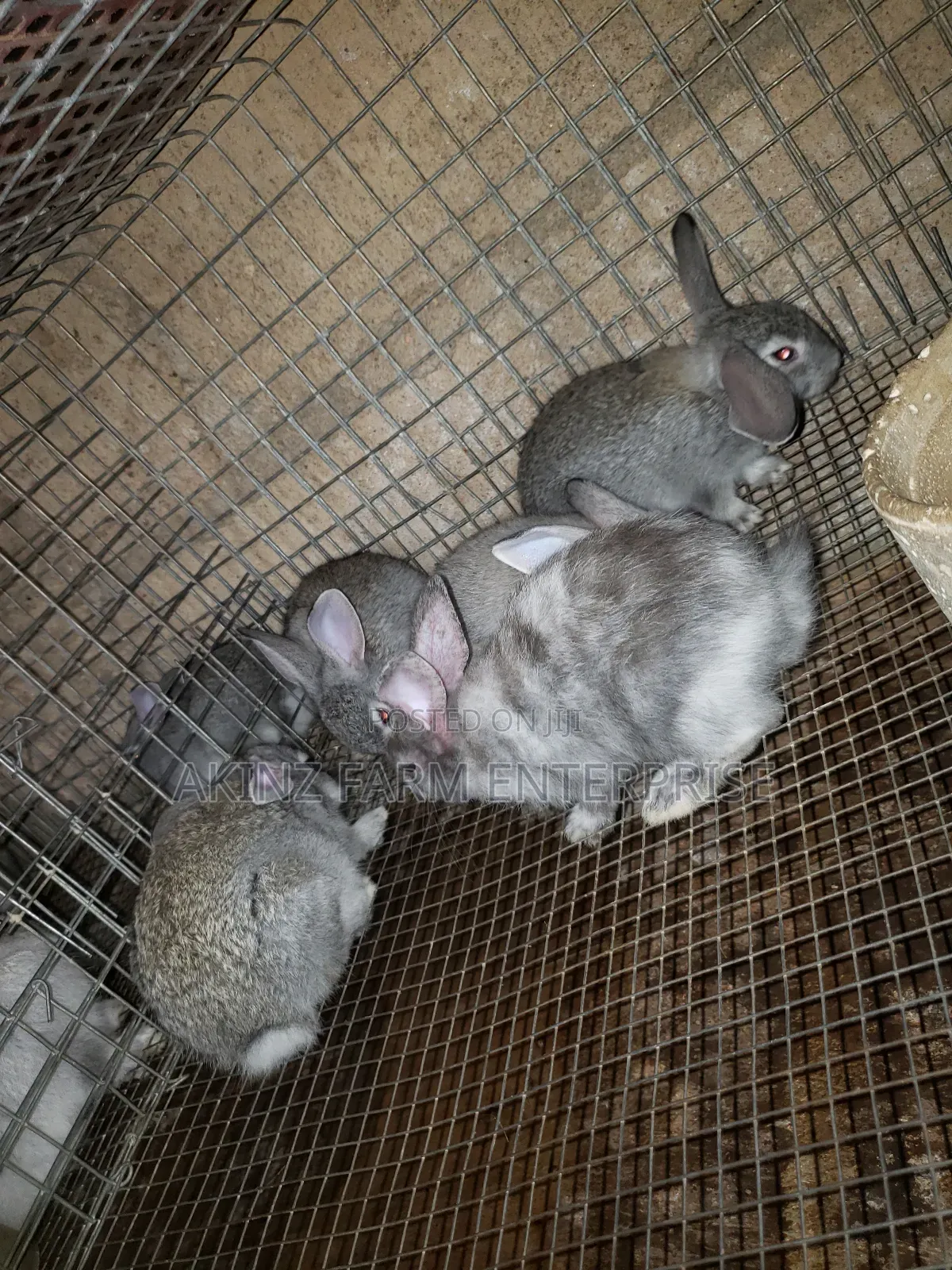 Rabbit Awareness