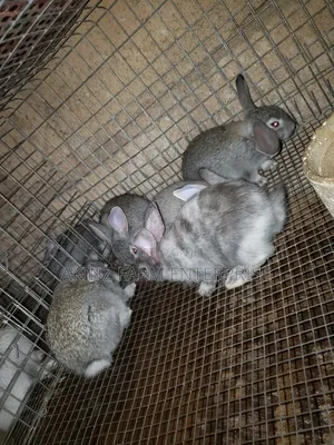 Rabbit Awareness