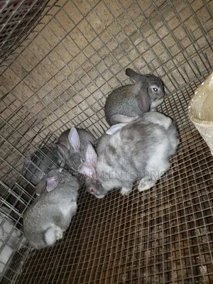 Rabbit Awareness
