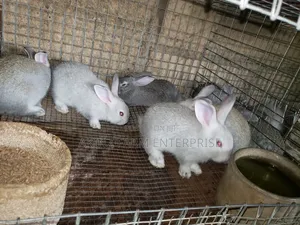 Rabbit Awareness