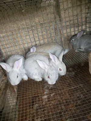 Rabbit Awareness