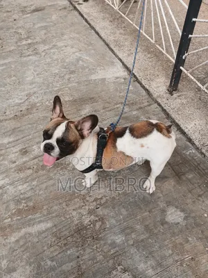 6-12 months Male Purebred French Bulldog