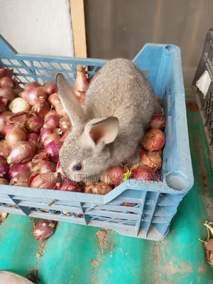 Friendly Bunnies