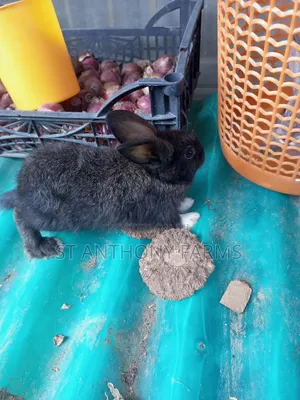 Bunnies Pet