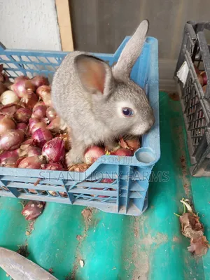 Bunnies Pet