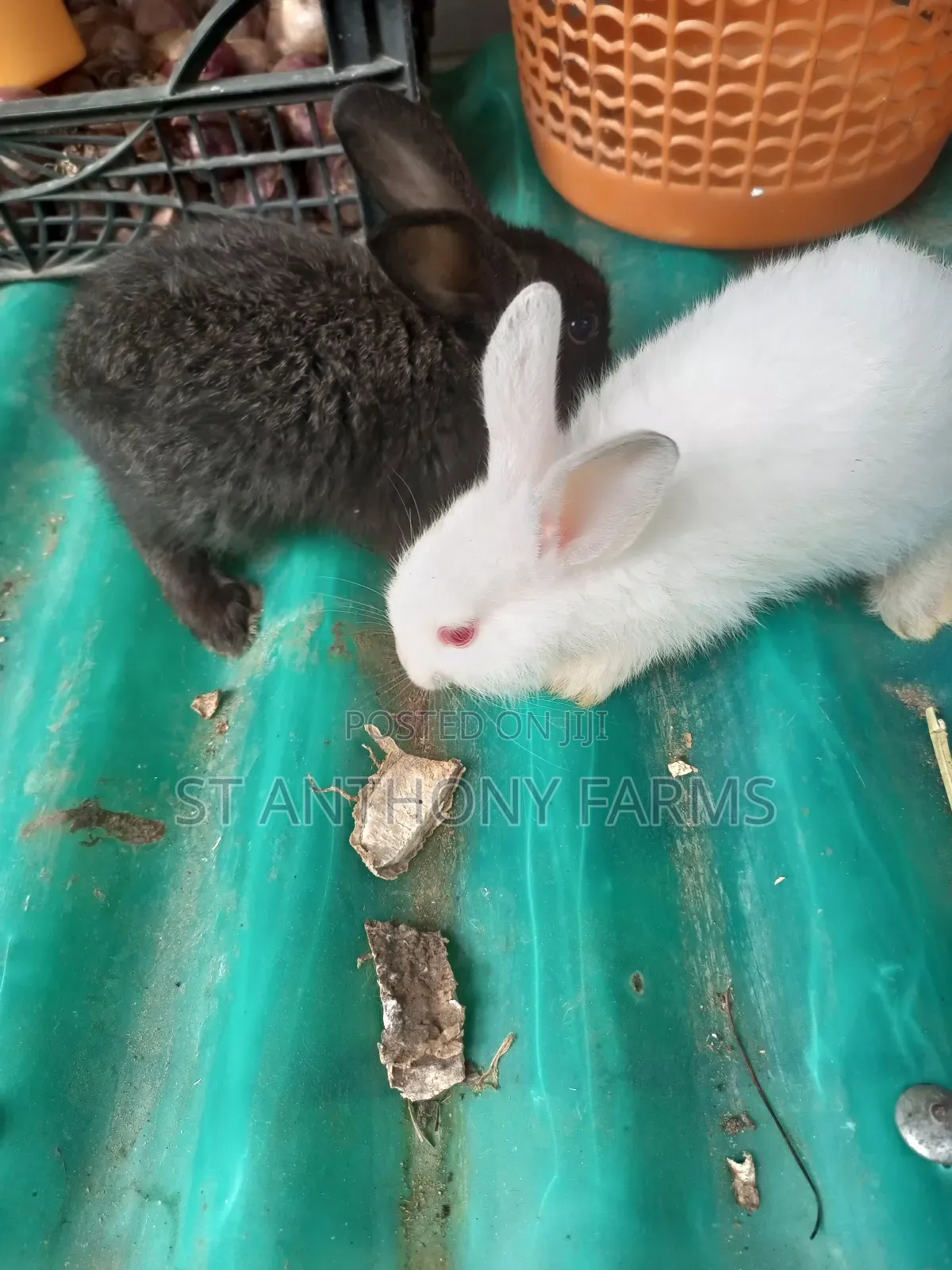 Cute Bunnies