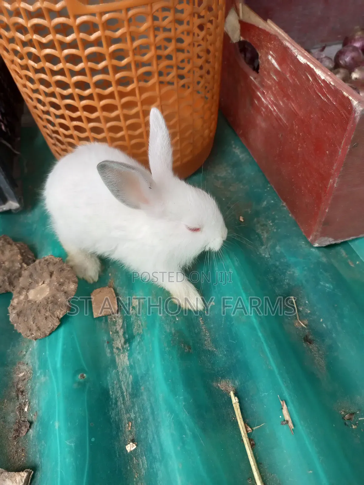 Cute Bunnies