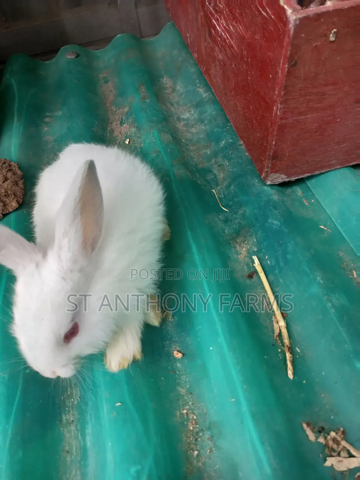 Cute Bunnies