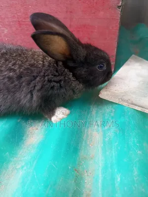 Beautiful Rabbits